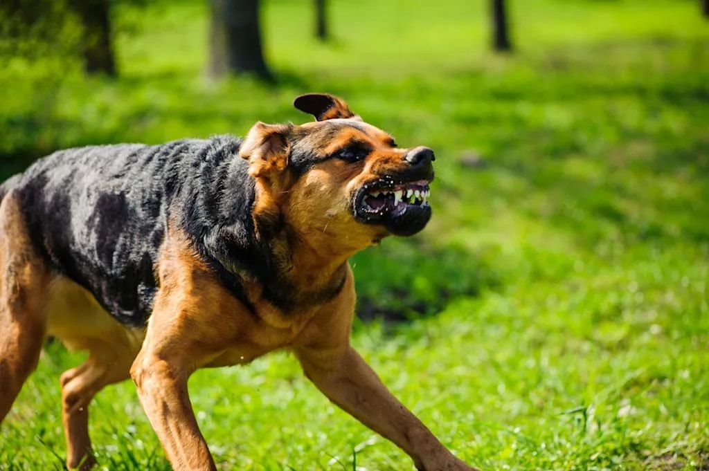 Bénin : un bébé mordu par un chien en divagation à Parakou, son père témoigne