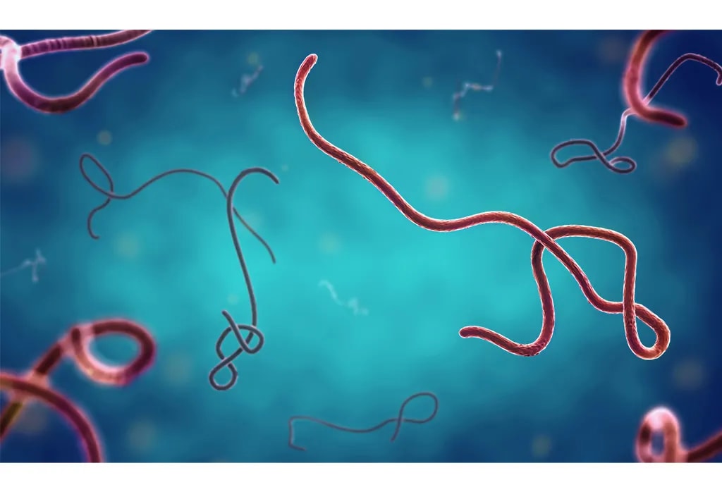 Ebola : déjà 112 cas confirmés et 11 décès en RDC et en Ouganda, selon l'OMS Afrique