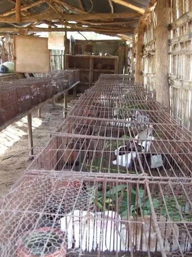 Vol à Abomey-Calavi : 7 lapines emportées par des voleurs dans une ferme à Tokan